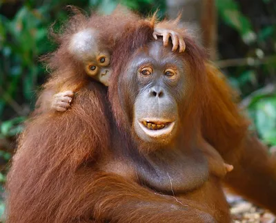 Rimba Raya conservation project, Indonesia